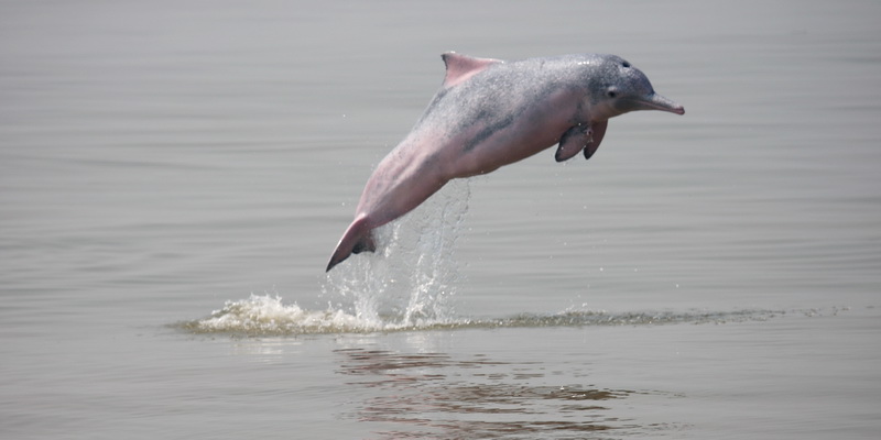 Chinese white dolphin leaping out of the water (© Third Institute of Oceanography)